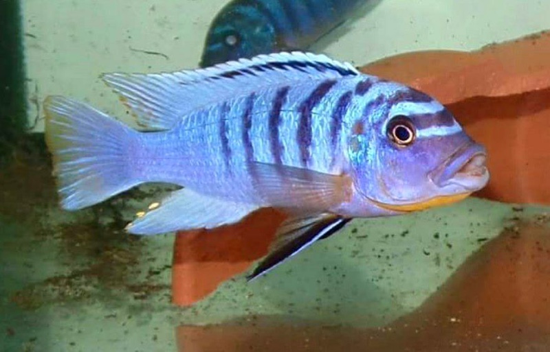 Maylandia fainzilberi 'Ndonga'